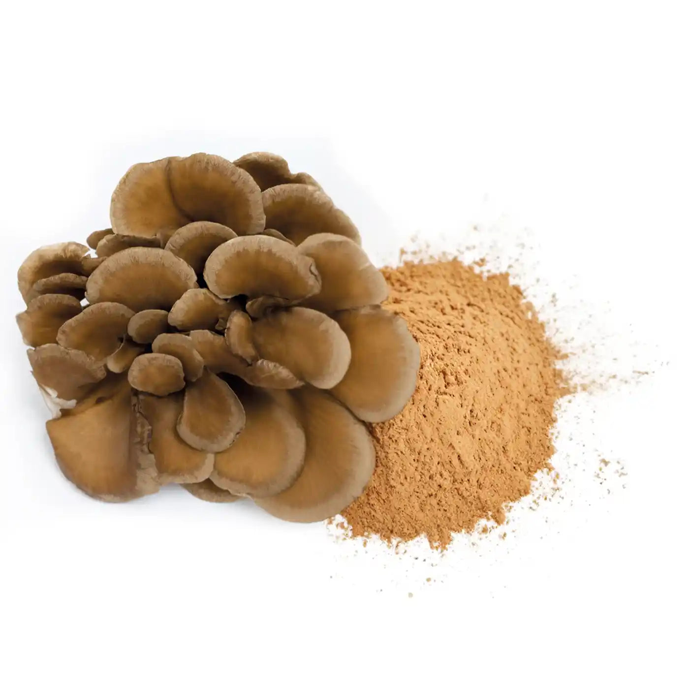 amoseeds-ma-tak-en-poudre-bio-150g-champignon-cuisine image 5